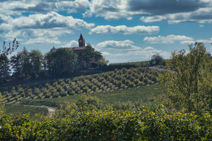 Haselnuss Plantage in Italien fang die nuss anbau