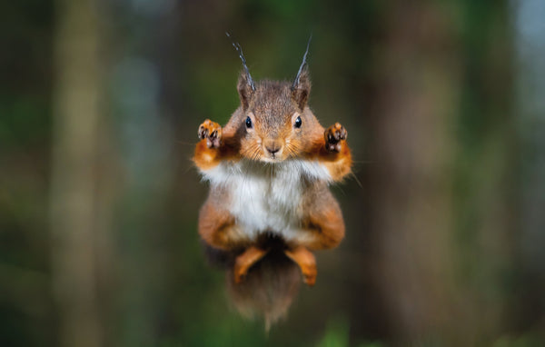 Eichhörnchen Steckbrief von Fang die Nuss