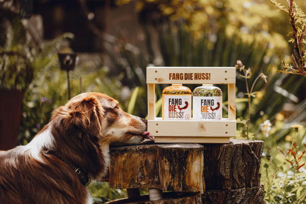 Fang die Nuss Likör und Schnaps in der Geschenk- und Holzkiste. Ein Hund testet den Geschmack im Garten :-)