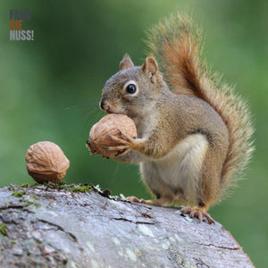DAS EICHHÖRNCHEN FUTTERCHEN